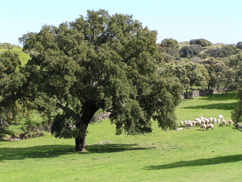La Cerca Del Alcornoque Pension Casas de Belvis Buitenkant foto