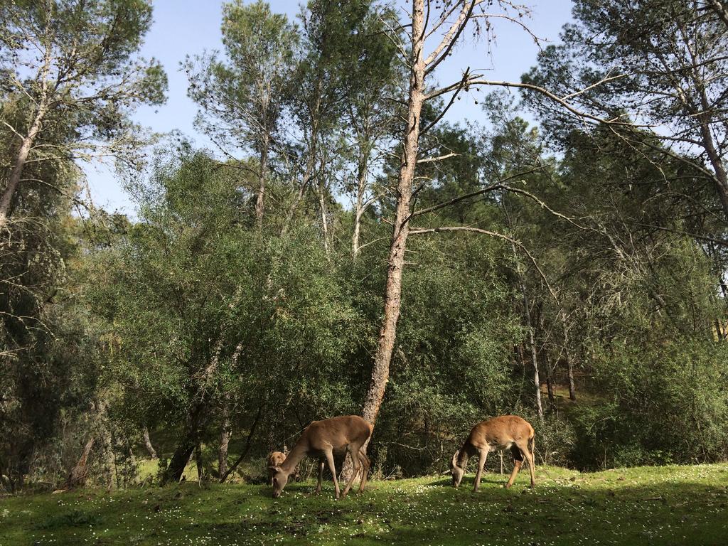 La Cerca Del Alcornoque Pension Casas de Belvis Buitenkant foto
